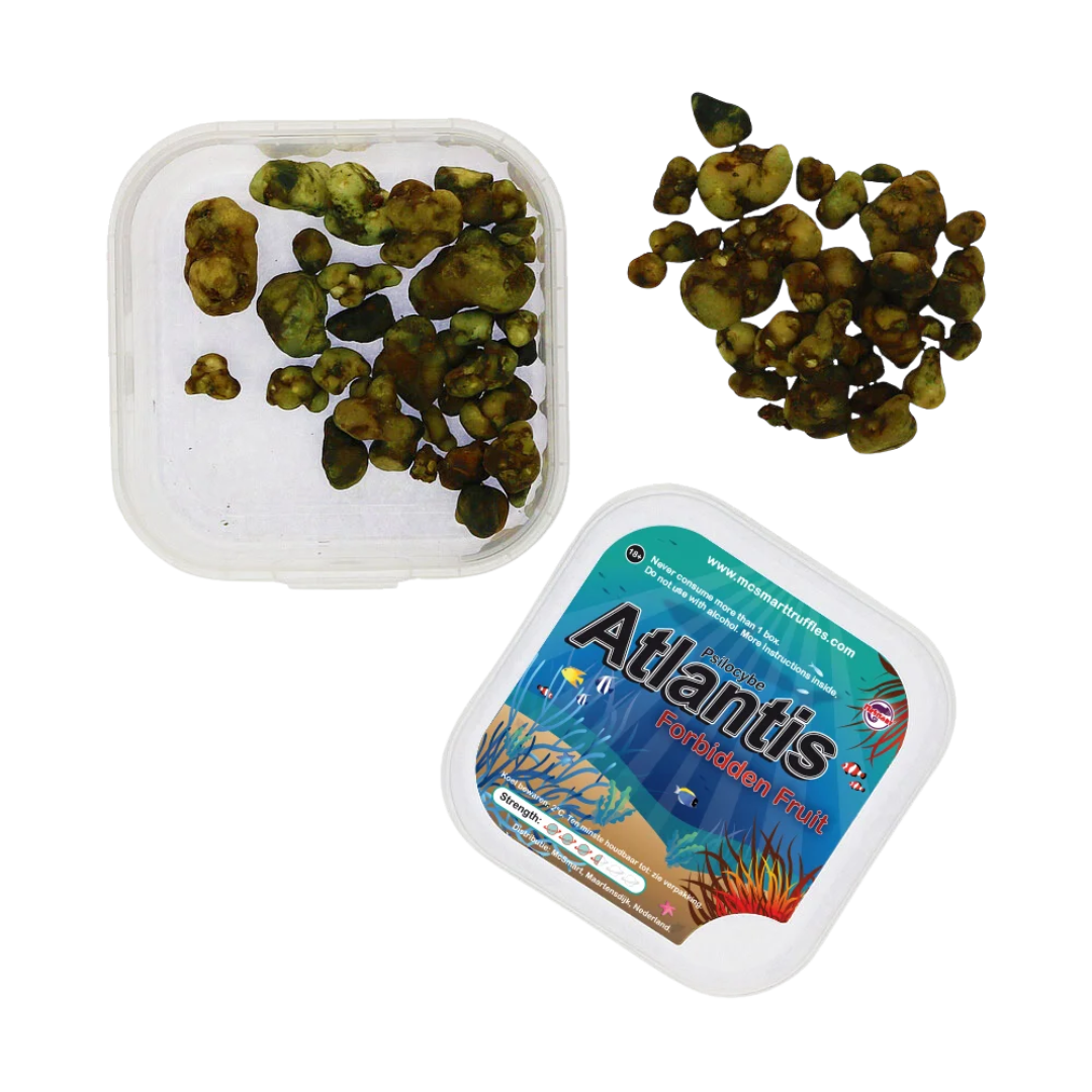 Atlantis magische truffels, rechtstreeks uit de verpakking – verse psilocybine-sclerotia
