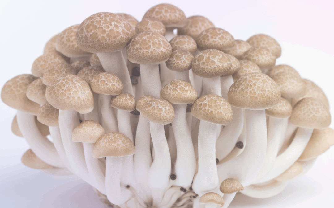 Common mistakes with mushroom grow kits