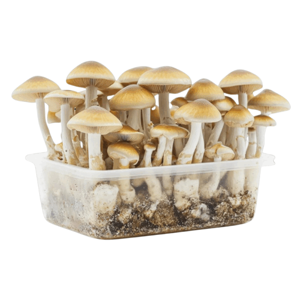 Kit di coltivazione Golden Teacher