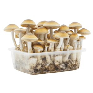 Mushroom grow kit Mindrush