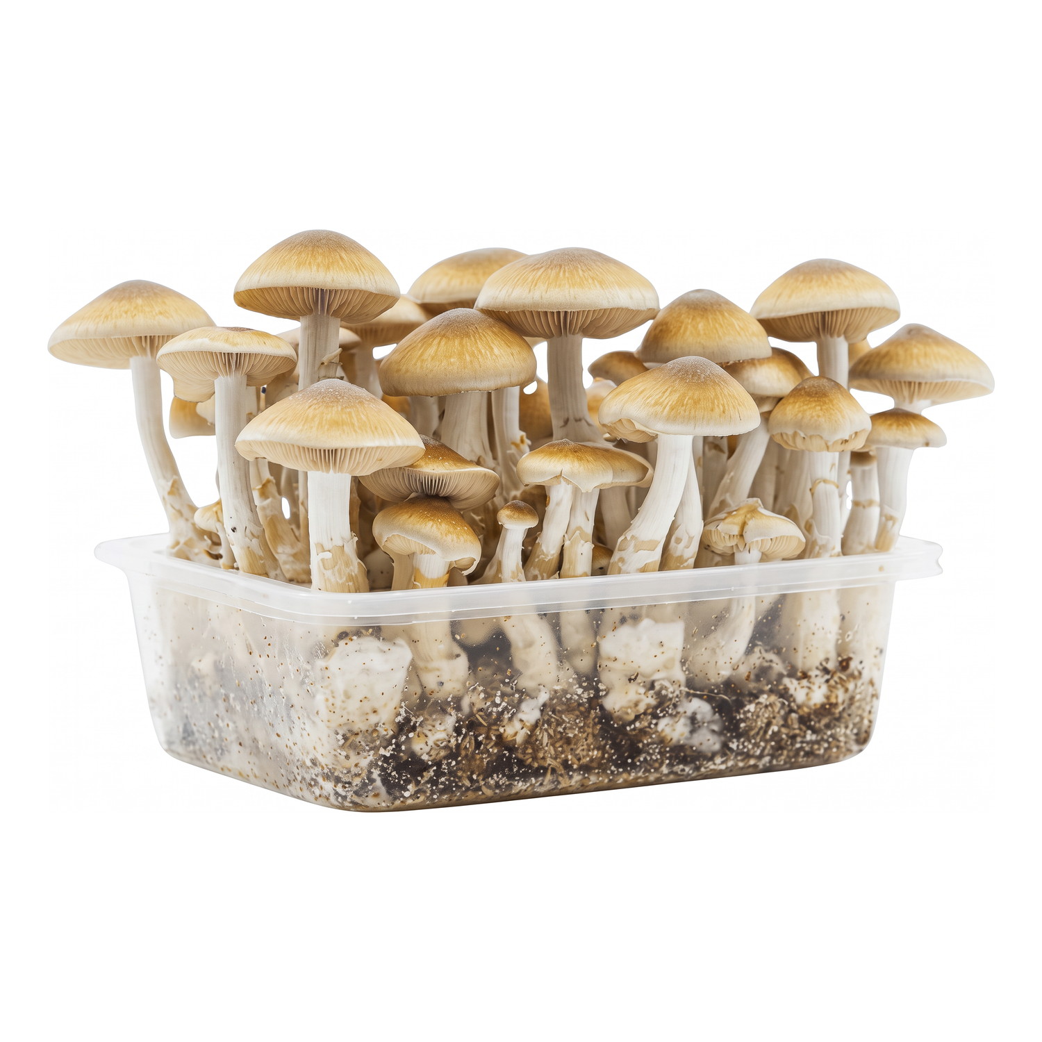 Kit de culture de champignons magiques Golden Teacher 1200 cc