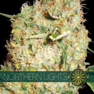 northern lights