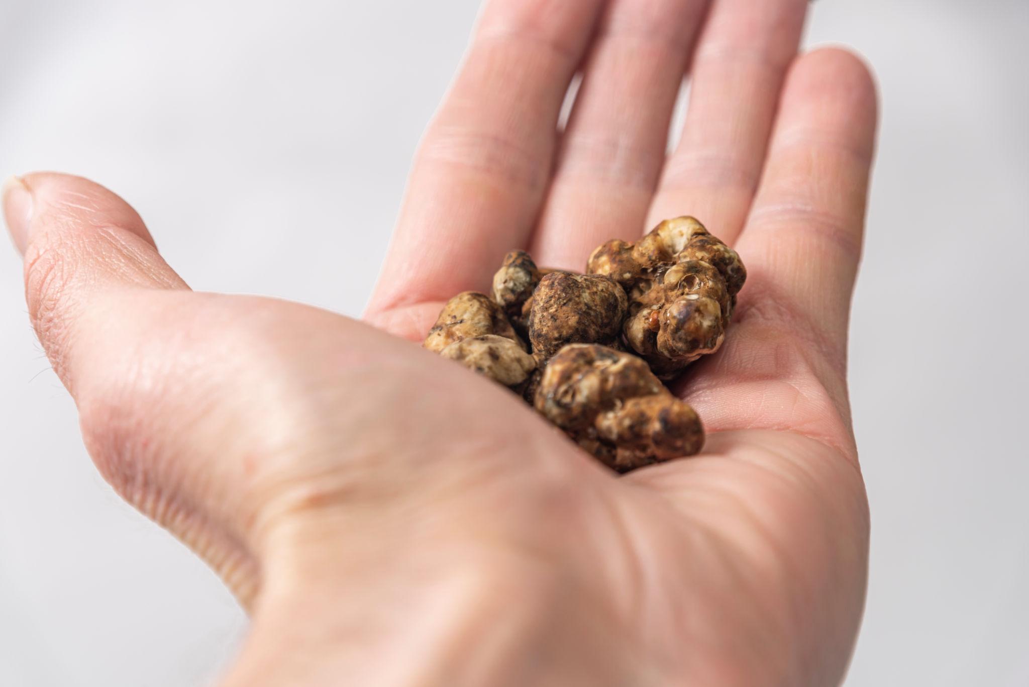 Magic truffles explained Magic truffles explained