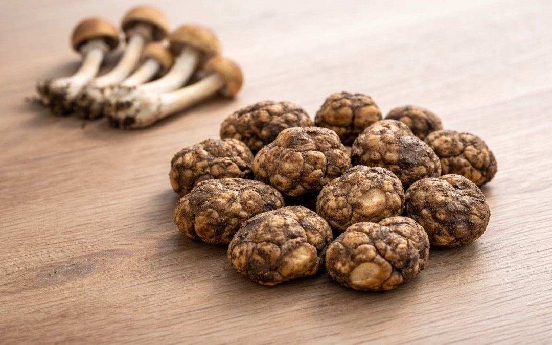 Zaubertrüffel vs. Zauberpilze, der Unterschied