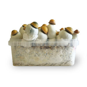 Marshmallow Shrooms Grow Kit - 1200 cc