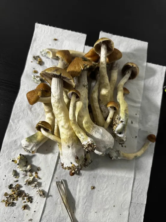 Fresh magic mushrooms harvest