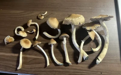 Grow Kit Not Growing? Troubleshooting and Contamination Guide