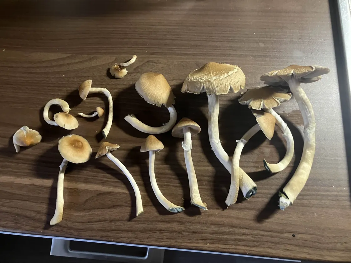 Golden Teacher mushrooms harvest