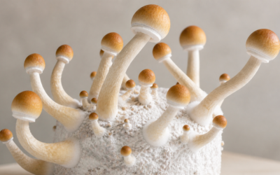 Golden Teacher Mushrooms: The Complete Guide (2026)