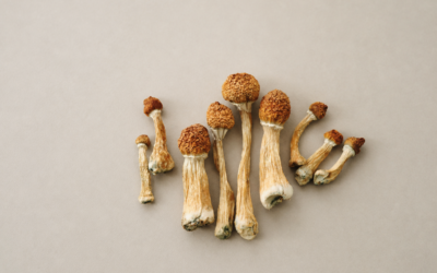 Golden Teacher Grow Kit: How to Grow, Timeline and Yield