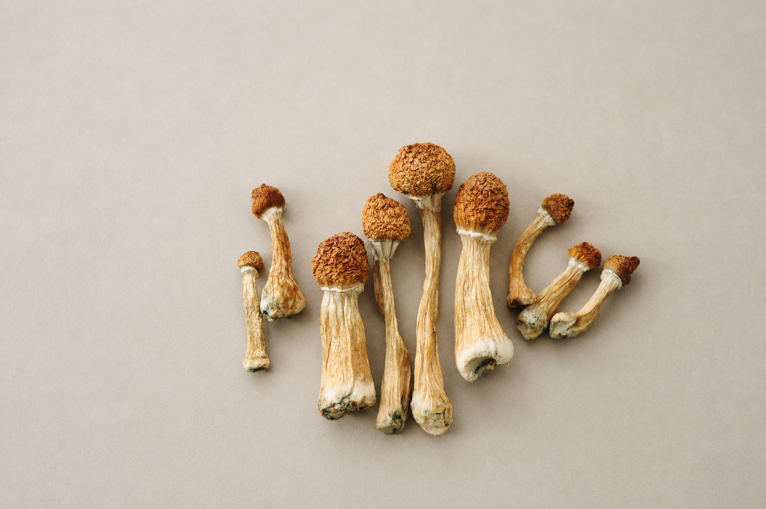 Golden teacher mushrooms dried