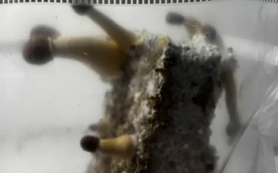 Psilocybe cubensis: de complete gids over de meest gekweekte paddo ter wereld