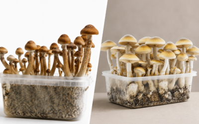 Golden Teacher contro Colombian: quale kit di coltivazione scegliere?
