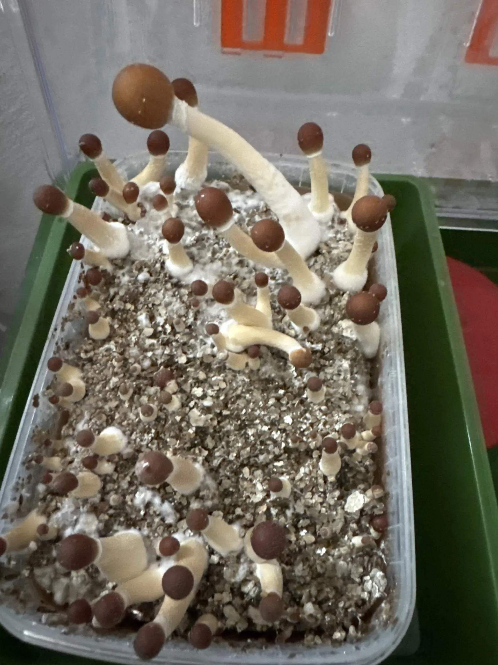 Magic Mushroom Colombian growkit