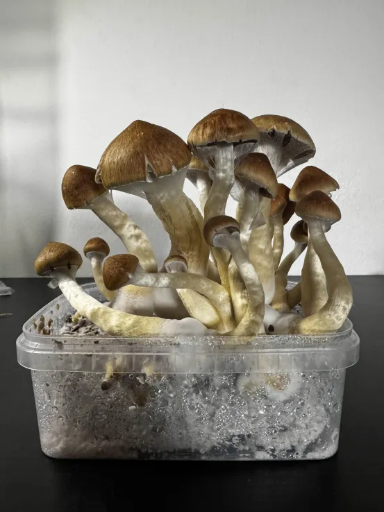 Magic mushroom Golden Teachers grown