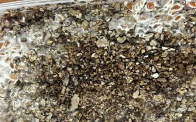 Mycelium Explained: How the Hidden Network Behind Every Mushroom Actually Works