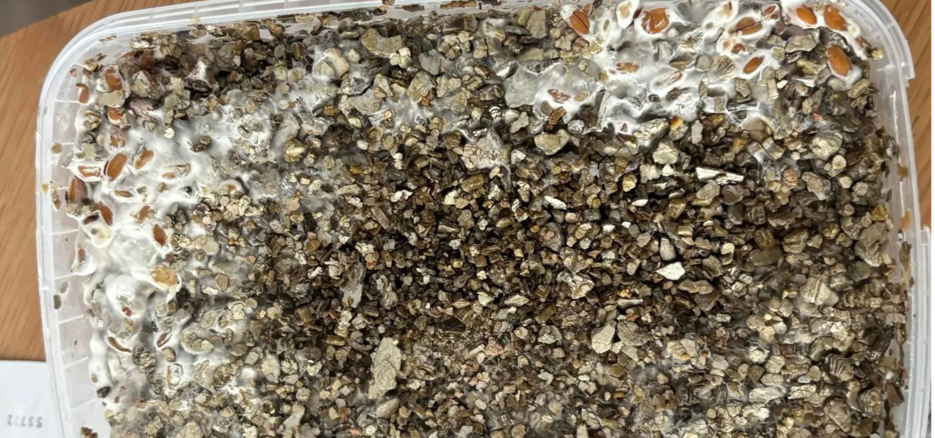 Mycelium explained