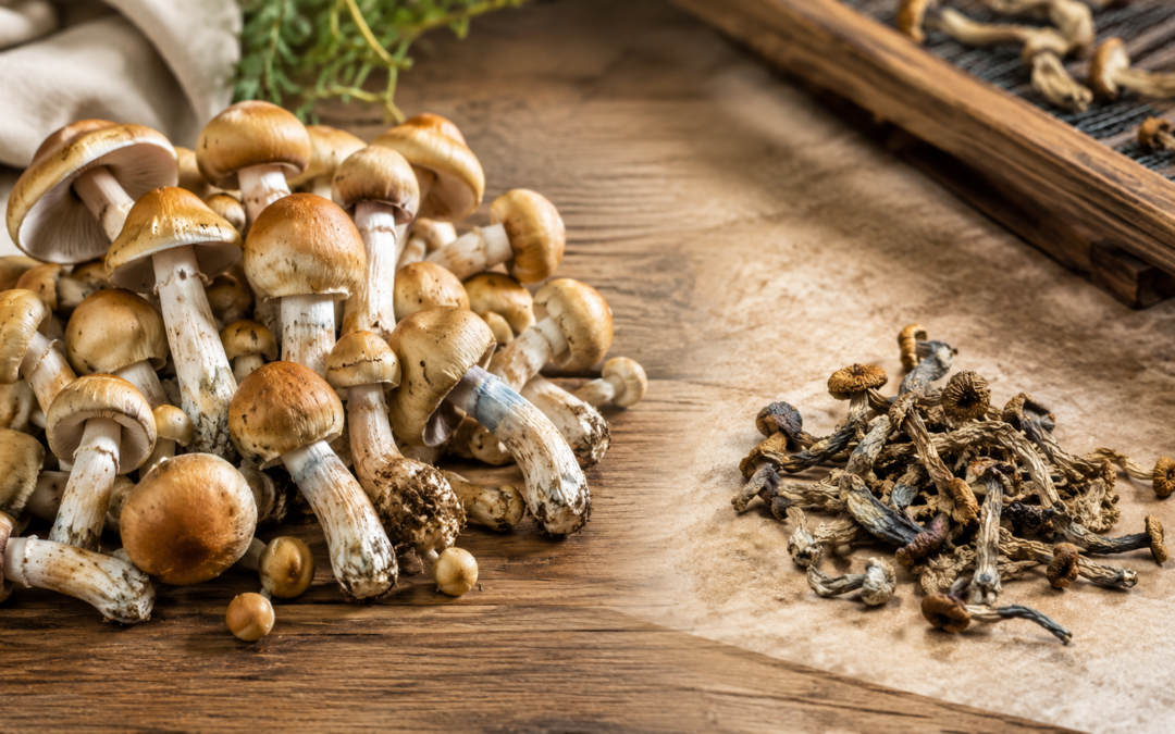 How Much Weight Do Mushrooms Lose When Dried? The Complete Answer