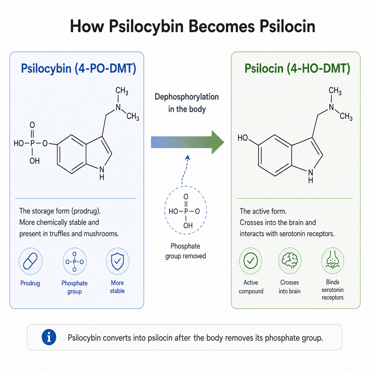 Difference Psilocybin and psilocin