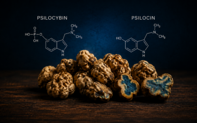 Psilocybin vs. Psilocin: Was ist der Unterschied?