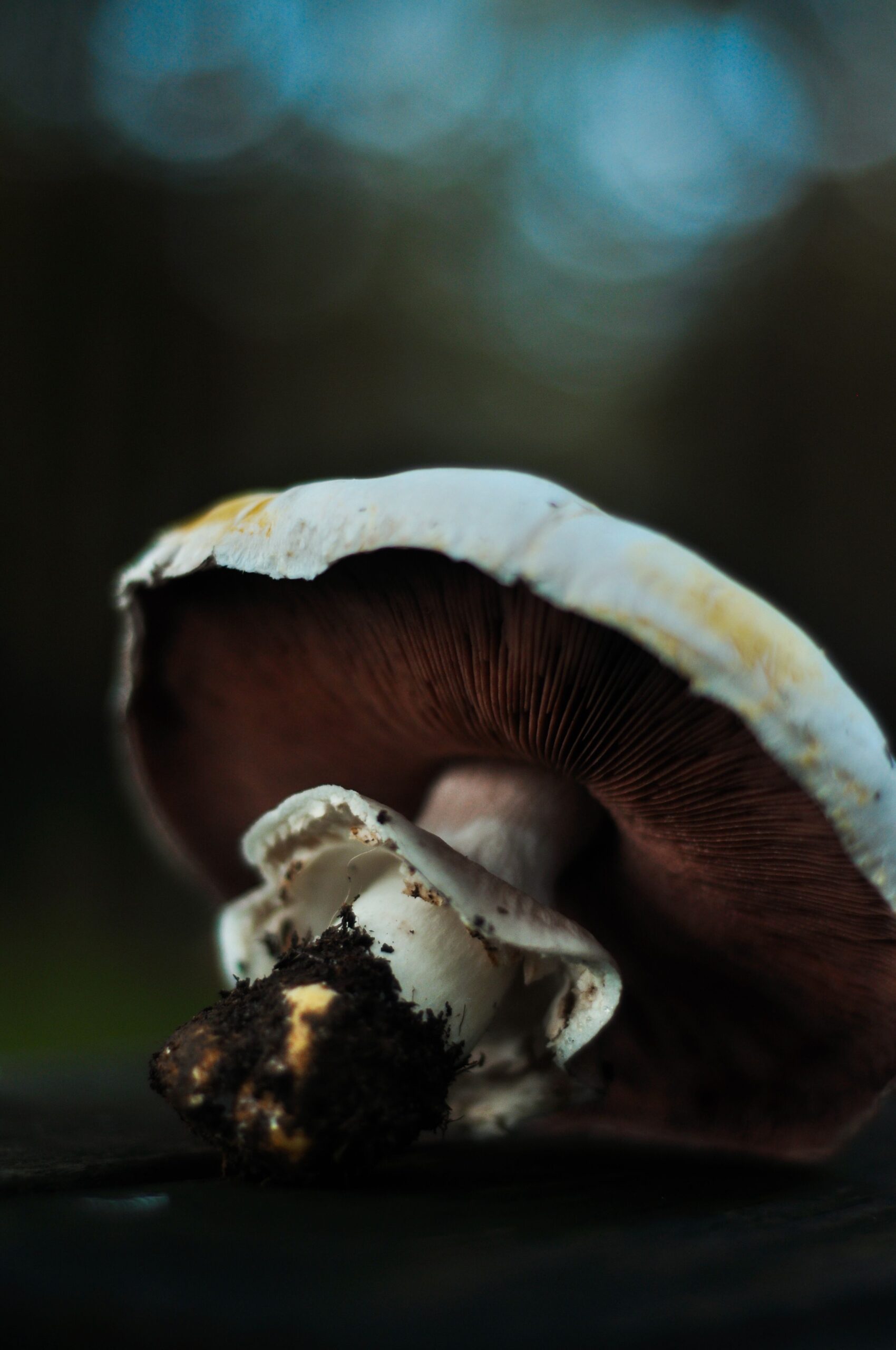 Agaricus Blazei mushroom