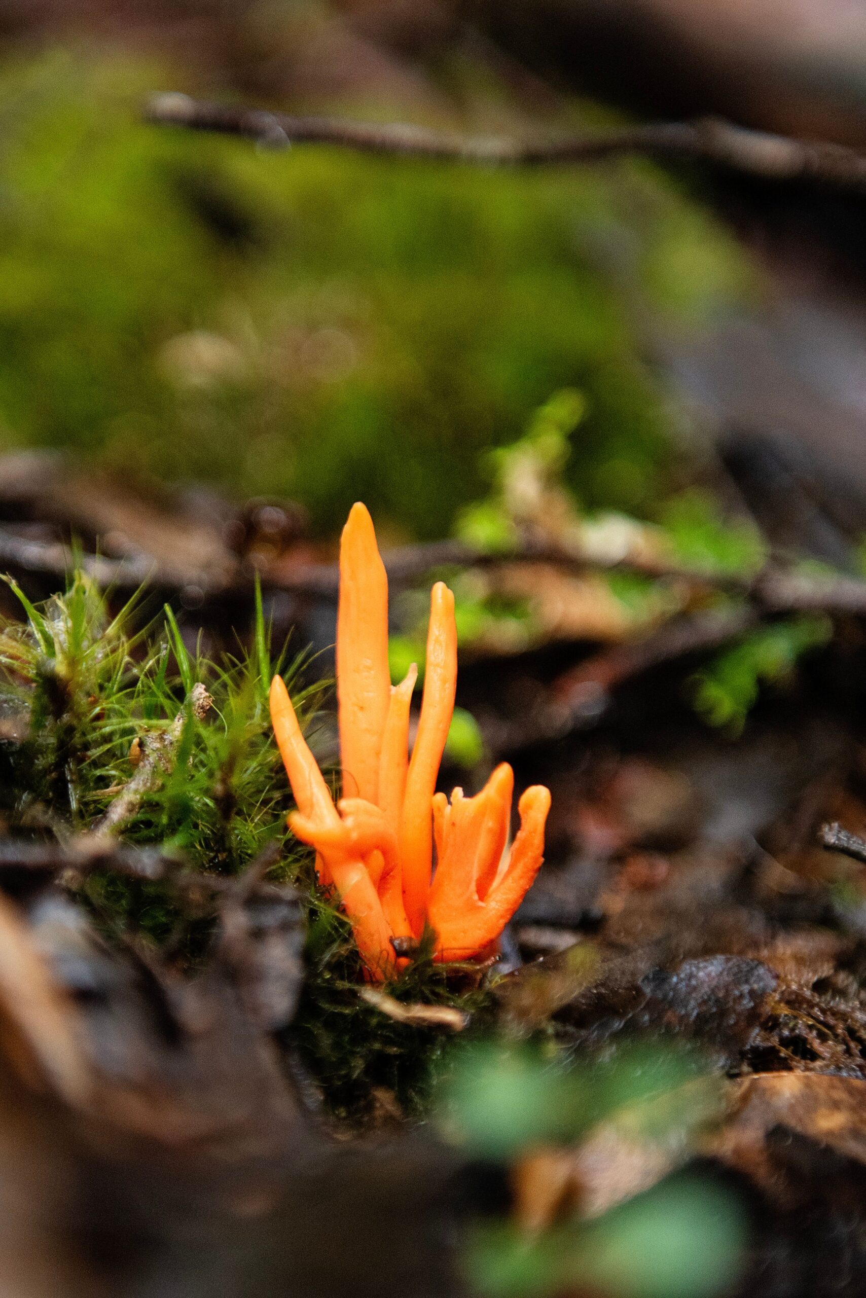 Cordyceps mushroom