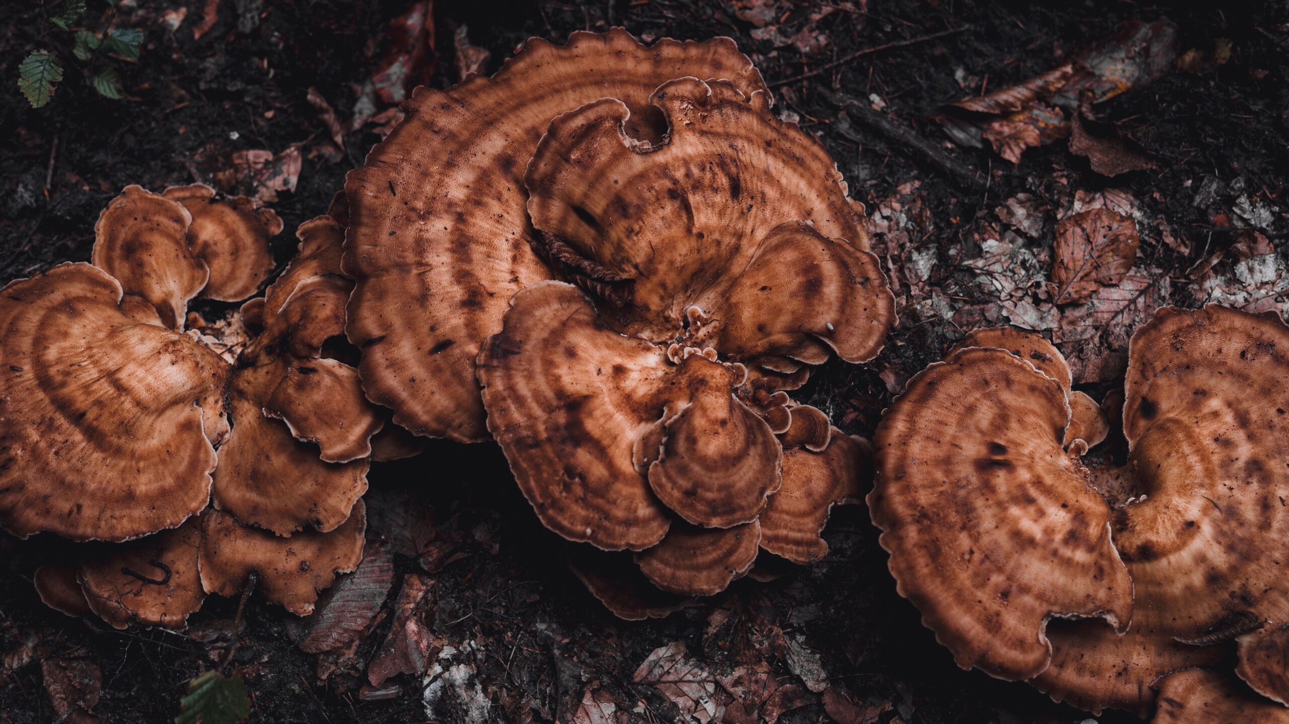 Reishi mushroom