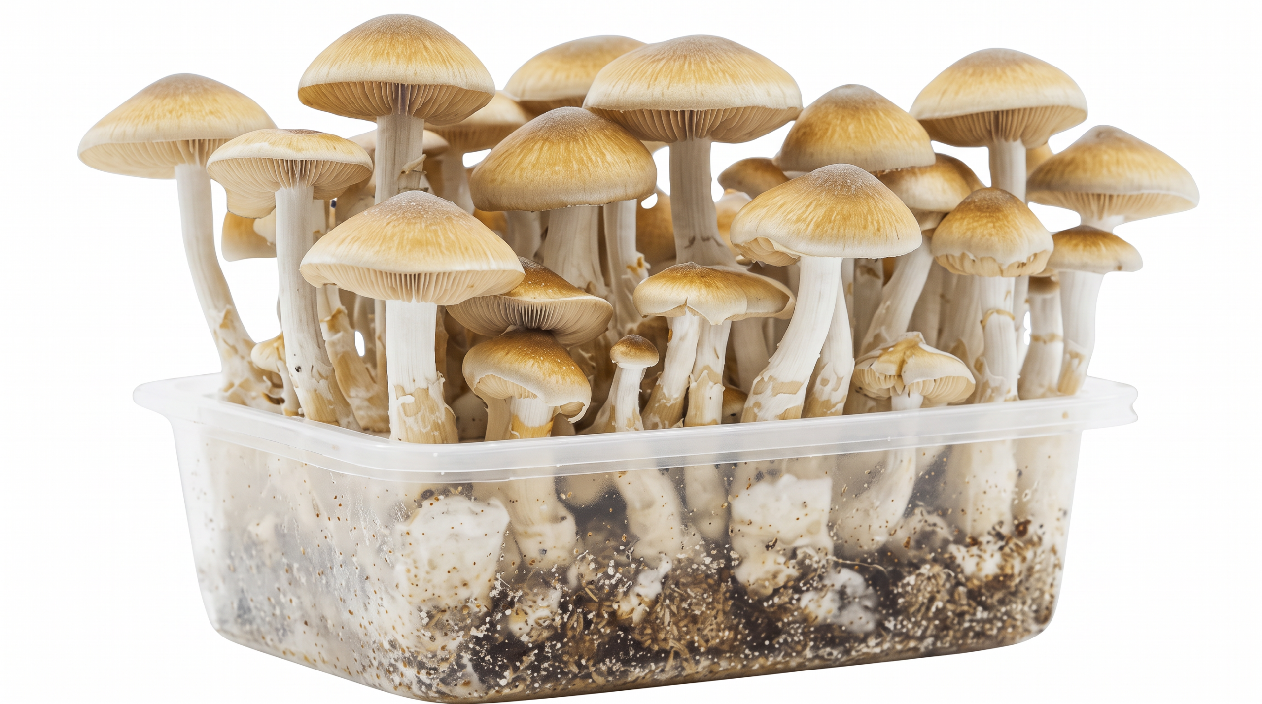 Golden Teacher kweekset 1200 cc met volledig volgroeide magische paddenstoelen, klaar om te oogsten.