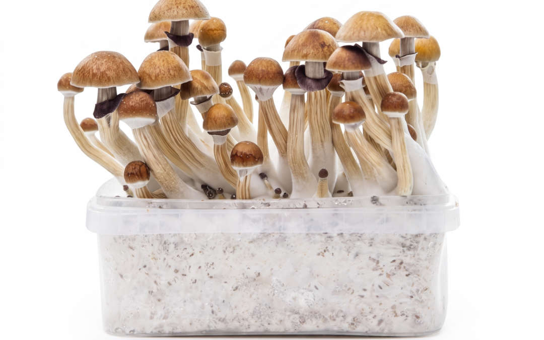 Comment cultiver des champignons magiques avec un kit de culture : guide étape par étape