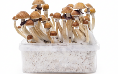 How to Grow Magic Mushrooms with a Grow Kit: Step-by-Step