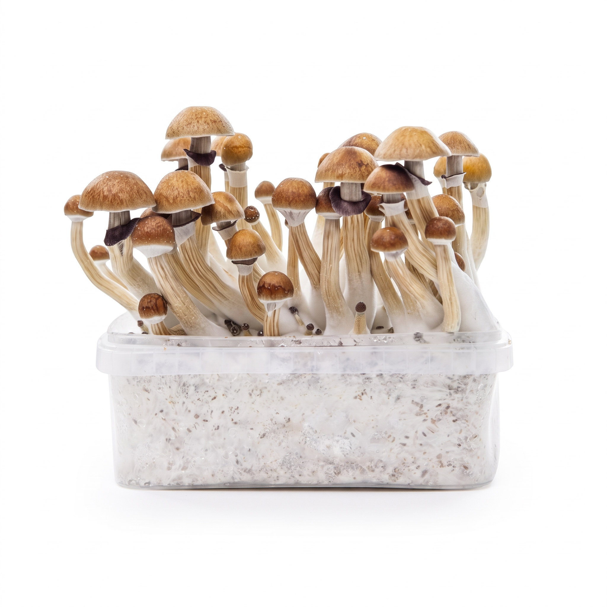 Kit de culture McKennaii de 1200 cc contenant des champignons magiques adultes prêts à être récoltés.
